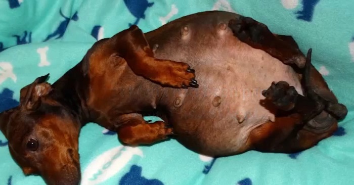 gravidhund