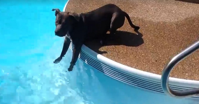 Basseng til hund