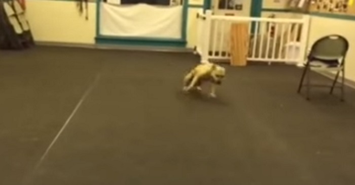 hundpizza