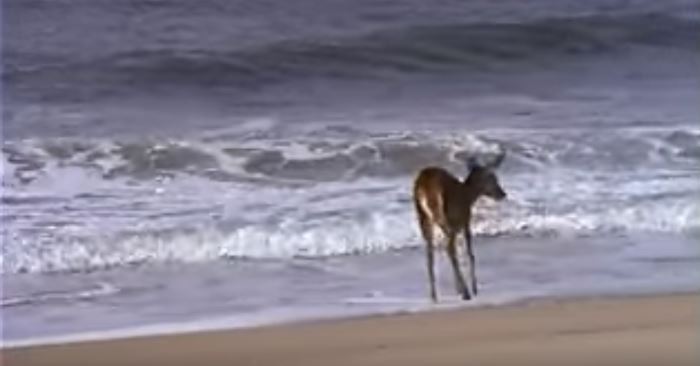 Rådyret ser helt bortkommet ut der det står i strandkanten. Men se når bølgene kommer… Wow!