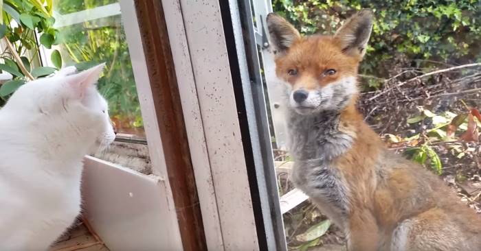 Katten vil ikke gå vekk fra vinduet. Men så forstår eieren hvorfor… Wow!