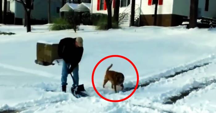 Mannen forsøker å måke bort snøen utenfor huset. Men følg med på hunden ved hans side. Herlig!