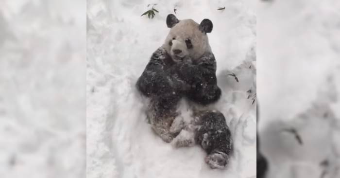 Pandaen våknet opp til snøkaos. Nå går videoen av hans reaksjon som en farsott på nettet!