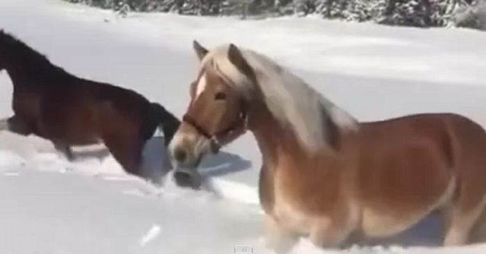 Hun får øye på 11 hester i snøen. Men når hun går nærmere? Jeg ler så tårene triller!