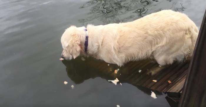 Golden Retrieveren legger brød under munnen og kikker i vannet. Men det hun tar opp? Jøsses!