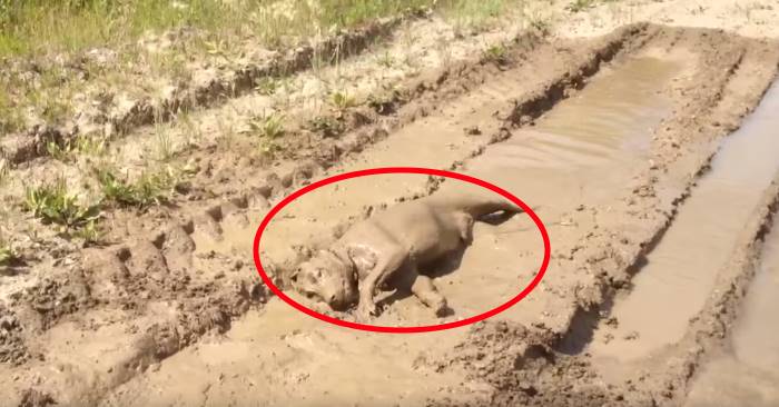 Hun tok med labradoren sin ut på en gåtur, uten bånd. Det angrer hun på nå!