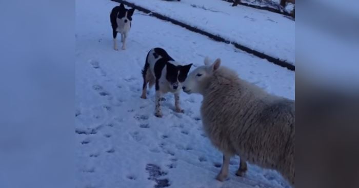 Hunden skal hilse på sauen. Men ingen var forberedt på dette. Jeg klarer ikke å slutte å le!