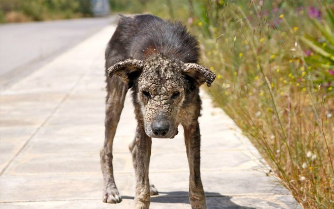 steinhund