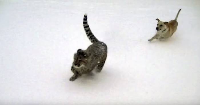 Valpen jager en gepard i snøen. Men følg med når det store kattedyret SNUR seg!