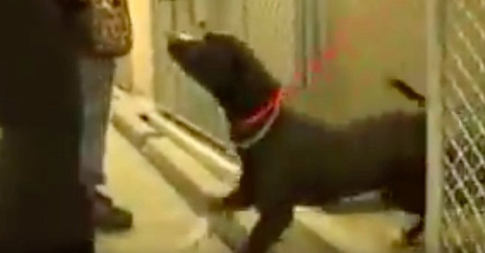 Denne hundens reaksjon når han endelig blir adoptert kommer til å varme hjertet ditt!