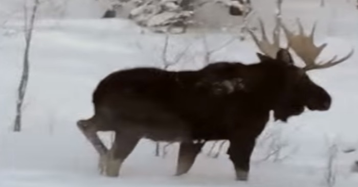 De filmer en stor elg i skogen. Men når den rister på hodet? WOW!