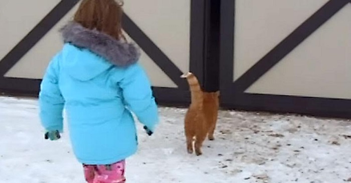 Jenta følger etter katten inn i stallen, men hun ventet aldri å finne foreldrenes hemmelighet!