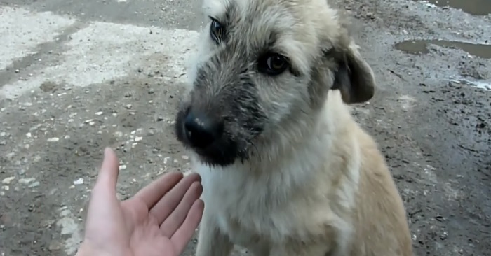 En mann ser en forlatt hund. Se hva hunden gjør når han nærmer seg!