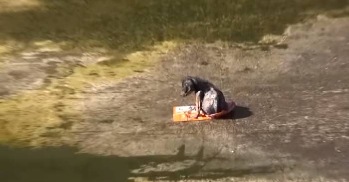 Hunden blir funnet skadet og underernært i en kanal. Hvordan han reagerer på kjærlighet? Rørende!