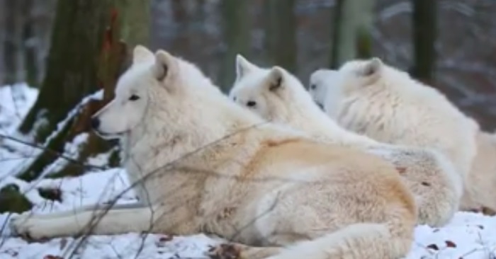 Hun filmer 3 polarulv i ute skogen. Hold øye med ulven bakerst. Vi får frysninger!