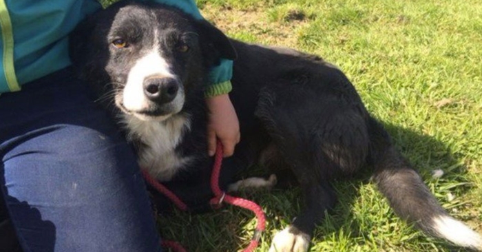 De sendte bort hunden sin til en gård 38 mil nordover. 12 dager senere? Dette kan ikke være mulig!