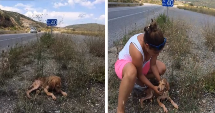 Hundrevis kjørte bare forbi hunden. Men en kvinne stoppet og gjorde DETTE. Fantastisk!