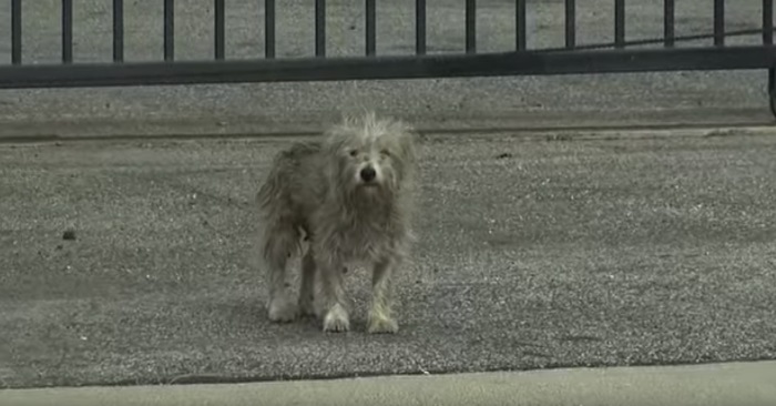 De så den hjemløse hunden på andre siden av gaten. Men når de nærmet seg den? Utrolig.