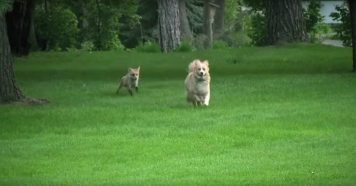 Reven blir frustrert når hunden ikke vil leke. Da avslører han en hemmelighet millioner har lurt på!