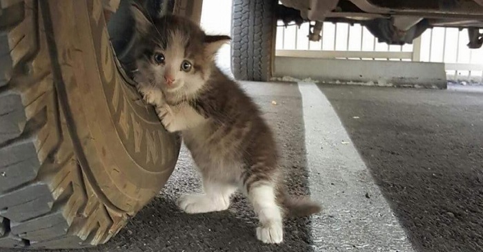 Mannen finner kattungen under bilen. Han sender en SMS til kona og livet til kattungen forandres!