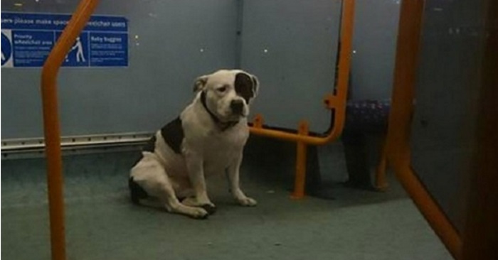 Trist hund tilbringer natten på buss etter å ha blitt forlatt av eieren!