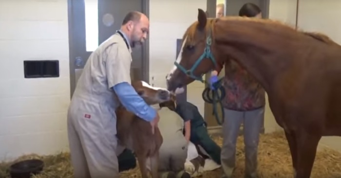 Veterinæren tror hesten skal føde ett føll. Men mirakelet sekunder senere var INGEN forberedt på!