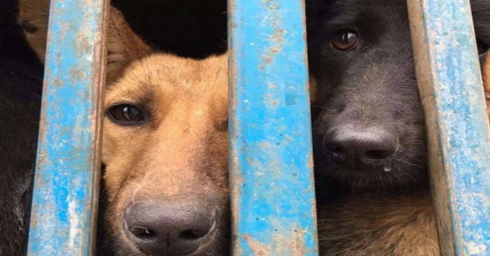 Snart slaktes 10 000 hunder i Kina. Nå protesterer vi mot hundespisefestivalen!