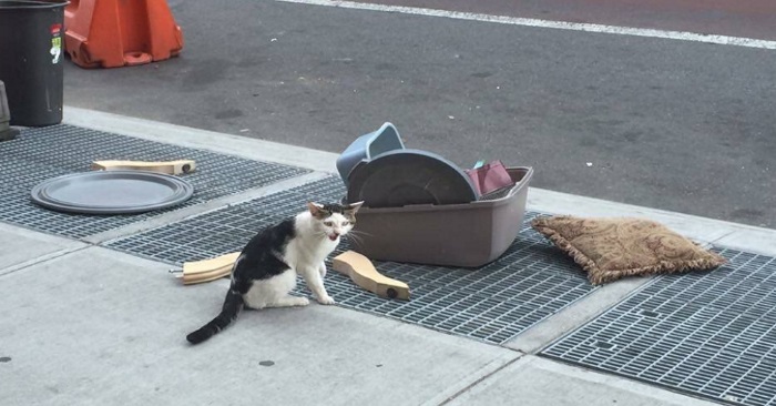 Katten blir forlatt på siden av veien… Det nabolaget gjør da er fantastisk!