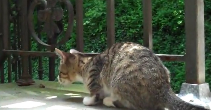 Katten ser plutselig noe på trappen. Da finner eieren kameraet og filmer noe UTROLIG!