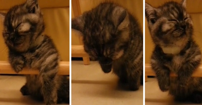 Advarsel! IKKE se denne om du er følsom. Kan gi deg trang til å skaffe deg en kattunge!
