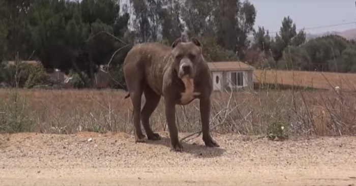 De nærmer seg den fryktede pitbullen. Men snart viser det seg å være noe HELT annet!