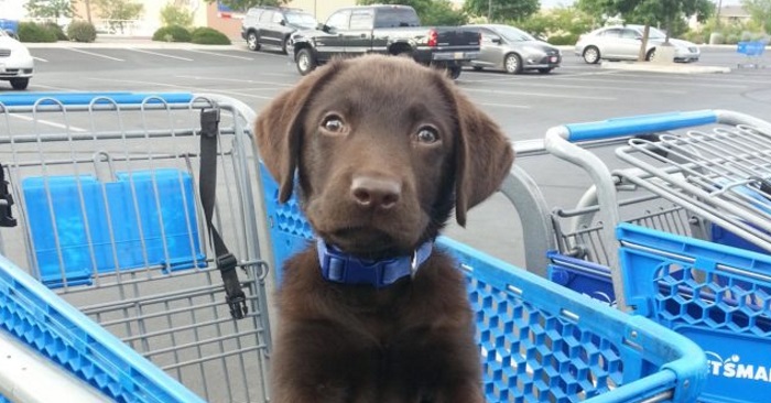 Hunden hadde ganespalte og skulle avlives. Han blir reddet av veterinæren som hjalp ham når han ble født!