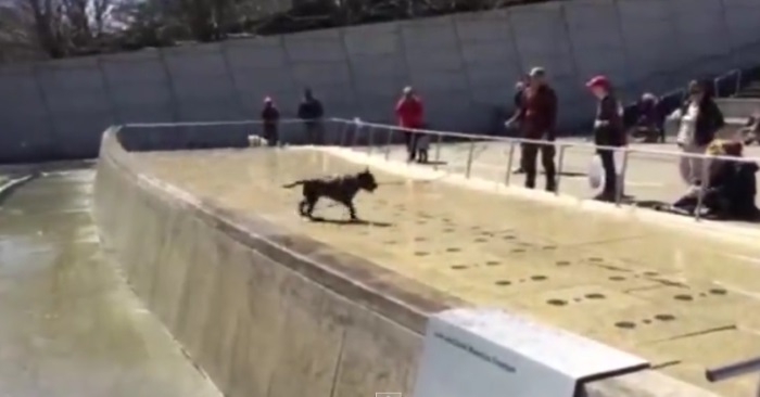 Hunden havner midt i en fontene. Se når vannstrålene skrur seg på! HERLIG!