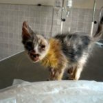 katt3
