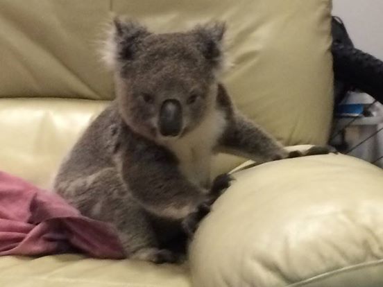 koala3