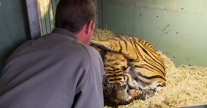 Tigermoren føder barnet sitt – vent til du ser hva sykepleieren finner under bena hennes!