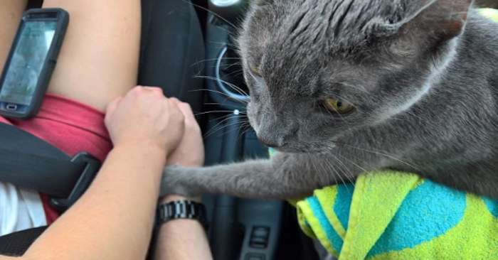 Døende katt trøster eierne sine under den siste turen til veterinæren