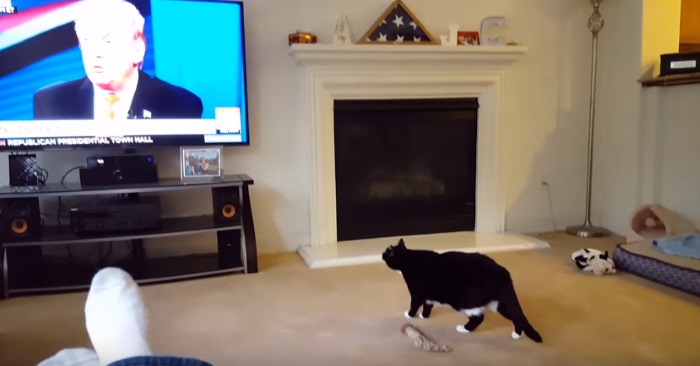 Paret ser på TV når Donald Trump dukker opp på skjermen. Men FØLG MED katten!