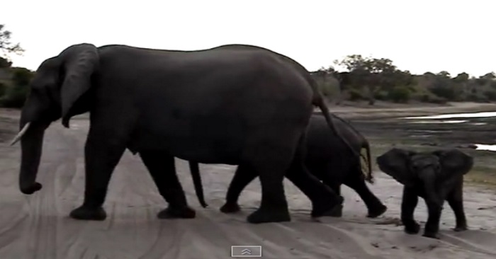 Babyelefanten legger merke til folkene som ser han på safari. Men sekunder senere? De hadde ikke forventet DETTE!