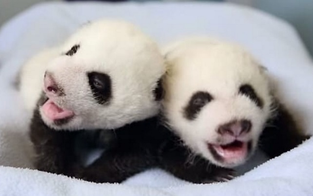 panda3