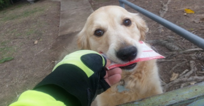 Hunden venter tålmodig på posten hver dag – postbudet improviserer når det ikke er noen brev å levere!