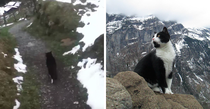 Turgåeren har gått seg vill i fjellet – da følger han etter en KATT inn i skogen.