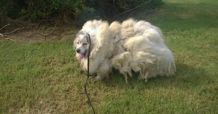 Bak døren ligger en forlatt hund. Men når de klipper bort 15 kilo pels er han ugjenkjennelig!