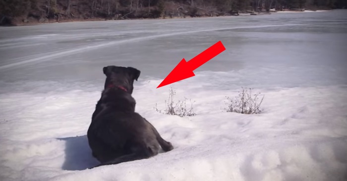 Mannen finner en forlatt hund i skogen. 10 år senere redder hunden livet hans!