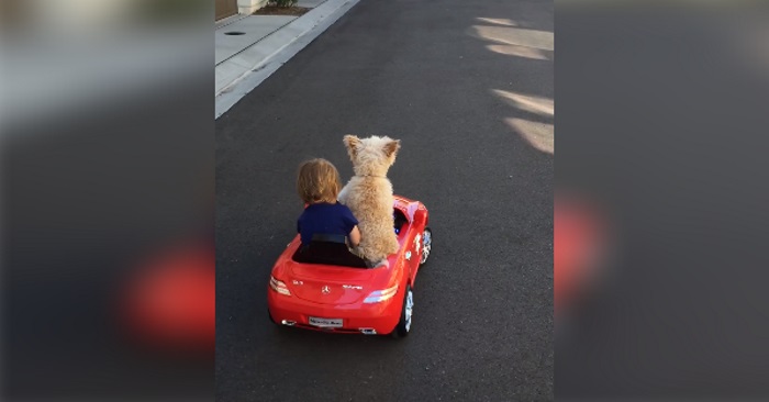 Mammaen filmer sitt barn i den røde bilen, men se på HUNDEN når de snur seg!