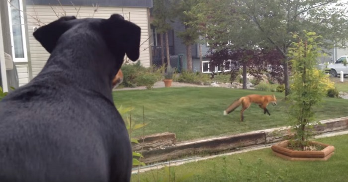 Hunden ser ut vinduet på en rev som har stjelt leken hennes. Reaksjonen? Jeg ler så tårene triller!