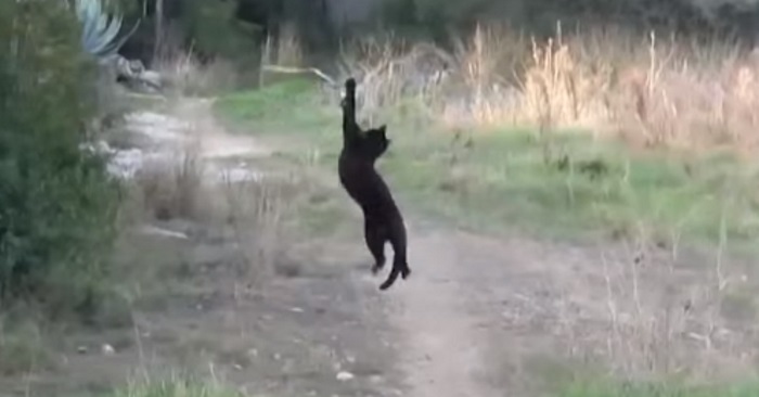 Det denne katten gjør i buskene, er noe du ALDRI har sett før. Denne videoen går nå verden rundt!