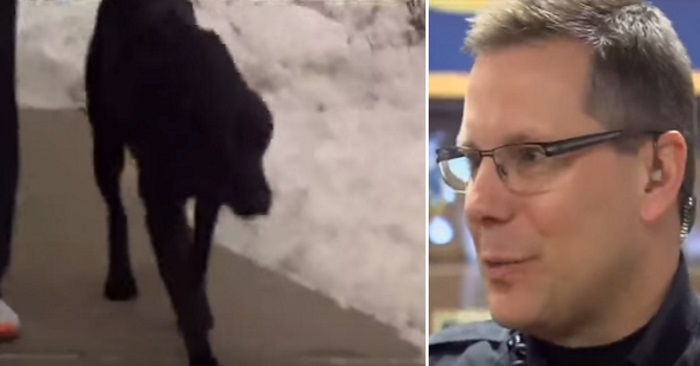 Hunden på gaten ber politiet følge etter. Sekunder senere redder de eierens liv!