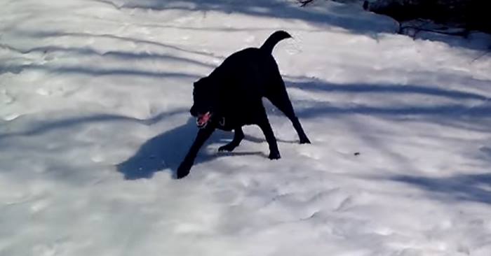 Hunden faller nesten i snøen. Men det han filmer da? Jeg ler så tårene triller!