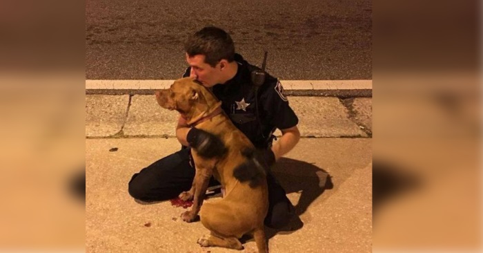 Pitbullen blir dumpet blødende på gaten. Da dukker politiet opp og holder rundt den til redningen kommer!